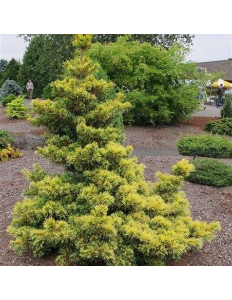 Goldilocks Pinus parviflora Sosna drobnokwiatowa