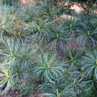 Sosna drobnokwiatowa Glauca Pinus parviflora