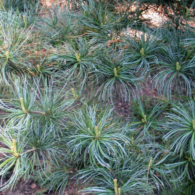 Sosna drobnokwiatowa Glauca Pinus parviflora