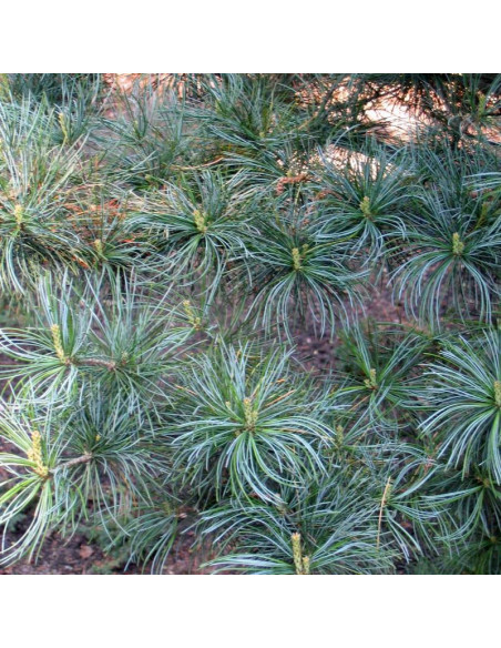 Sosna drobnokwiatowa Glauca Pinus parviflora