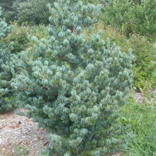 Sosna drobnokwiatowa Glauca Pinus parviflora 2
