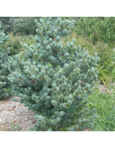 Glauca Pinus parviflora Sosna drobnokwiatowa