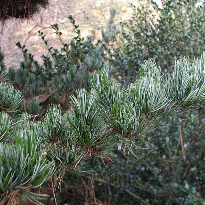 Sosna drobnokwiatowa Pinus parviflora Glauca