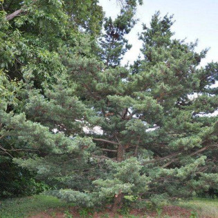 Gimborn's Pyramid Pinus parviflora Sosna drobnokwiatowa