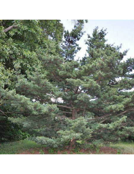 Gimborn's Pyramid Pinus parviflora Sosna drobnokwiatowa