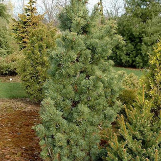 Gimborn's Pyramid Pinus parviflora Sosna drobnokwiatowa 2