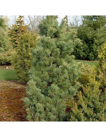 Sosna drobnokwiatowa Gimborn's Pyramid Pinus parviflora