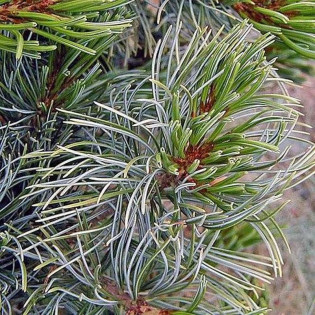 Sosna drobnokwiatowa Gimborn's Ideal Pinus parviflora