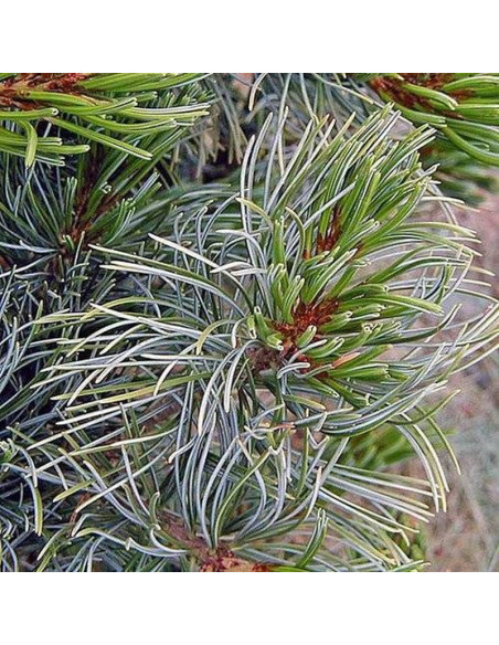 Sosna drobnokwiatowa Gimborn's Ideal Pinus parviflora