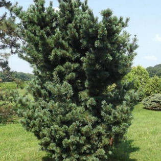 Sosna drobnokwiatowa Gimborn's Ideal Pinus parviflora 2