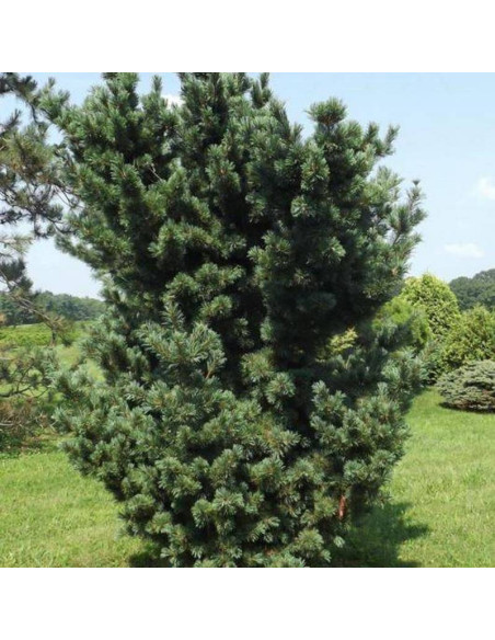 Gimborn's Ideal Pinus parviflora Sosna drobnokwiatowa