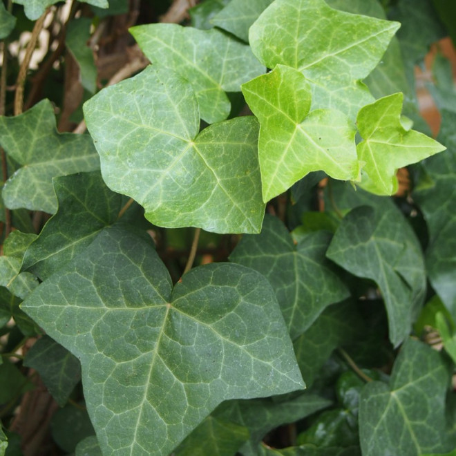 Bluszcz irlandzki Hedera hibernica