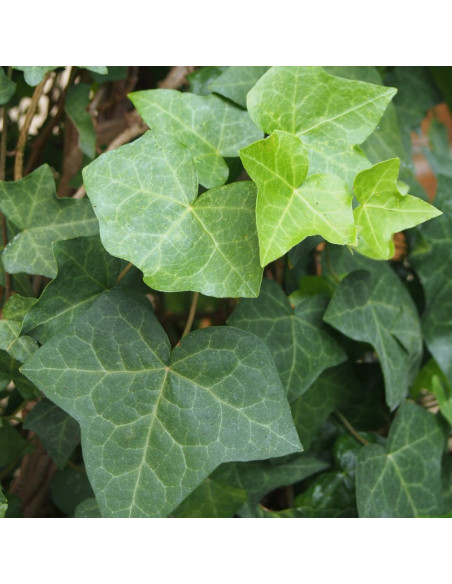 Bluszcz irlandzki Hedera hibernica