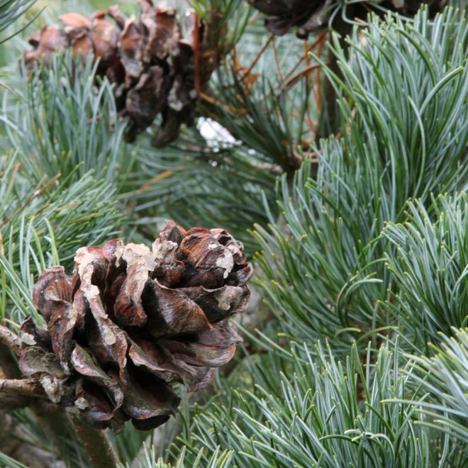 Sosna drobnokwiatowa Pinus parviflora Gimborn's Ideal