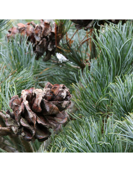 Sosna drobnokwiatowa Pinus parviflora Gimborn's Ideal