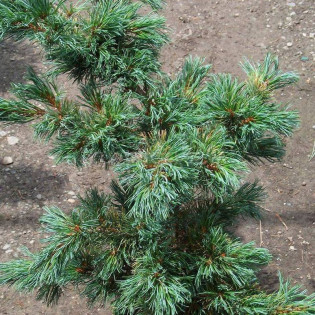 Sosna drobnokwiatowa Fuku-zu-mi Pinus parviflora