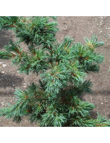 Sosna drobnokwiatowa Fuku-zu-mi Pinus parviflora