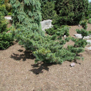 Sosna drobnokwiatowa Fuku-zu-mi Pinus parviflora 2