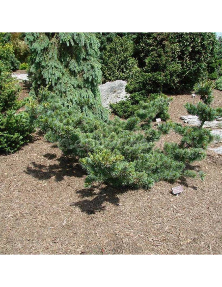 Fuku-zu-mi Pinus parviflora Sosna drobnokwiatowa