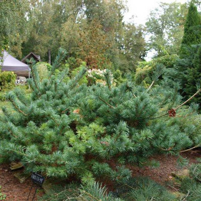 Sosna drobnokwiatowa Pinus parviflora Fuku-zu-mi