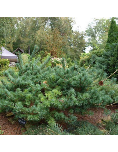 Sosna drobnokwiatowa Pinus parviflora Fuku-zu-mi