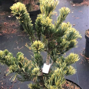 Fukai Pinus parviflora Sosna drobnokwiatowa