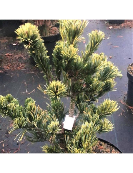 Fukai Pinus parviflora Sosna drobnokwiatowa