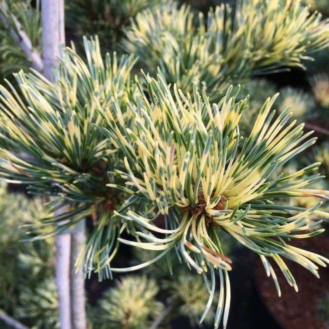 Sosna drobnokwiatowa Fukai Pinus parviflora
