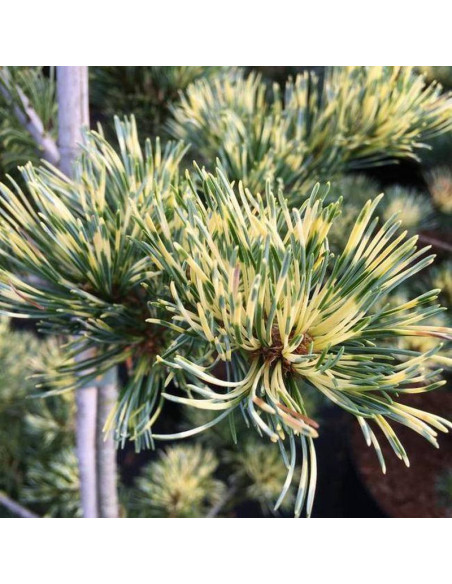 Sosna drobnokwiatowa Fukai Pinus parviflora