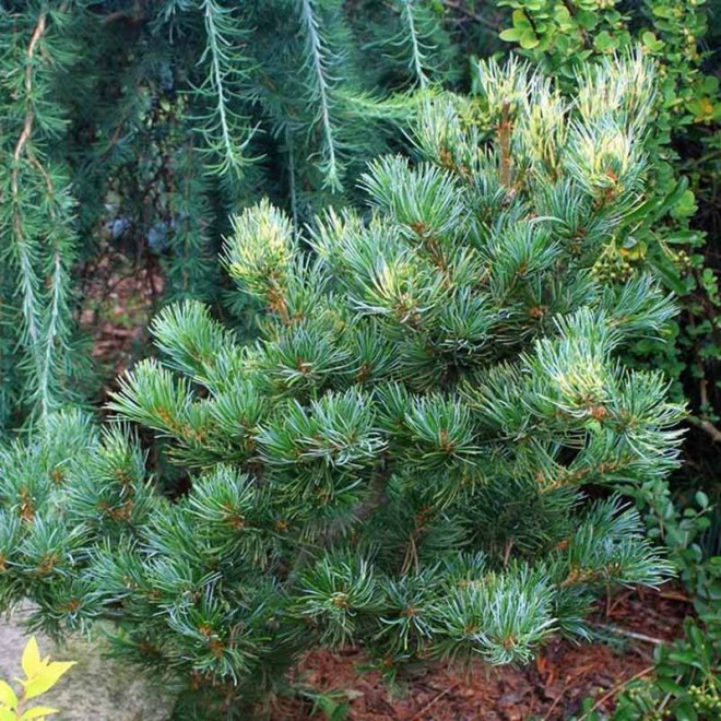 Sosna drobnokwiatowa Pinus parviflora Fukai