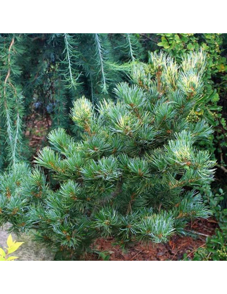 Sosna drobnokwiatowa Pinus parviflora Fukai