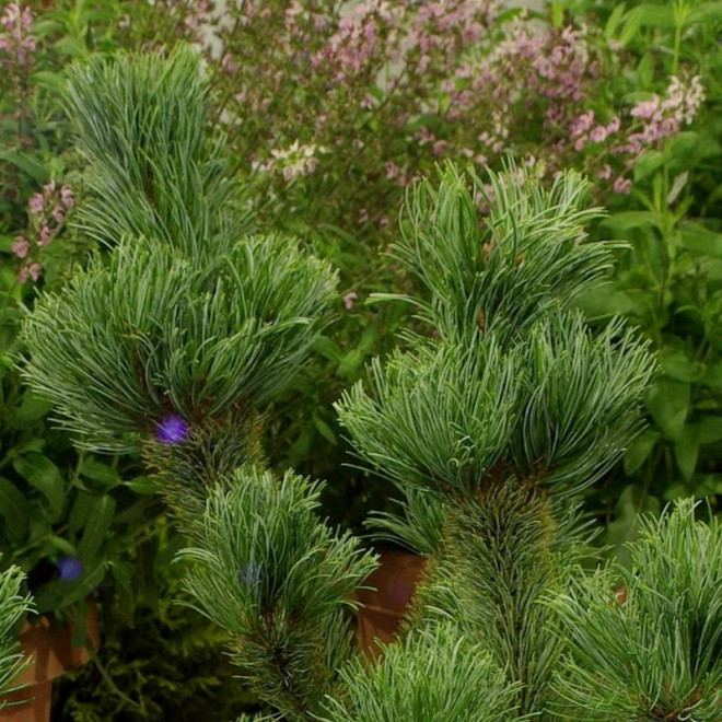 Sosna drobnokwiatowa Dai-ho Pinus parviflora