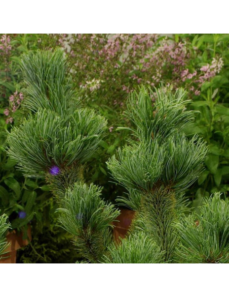 Sosna drobnokwiatowa Dai-ho Pinus parviflora