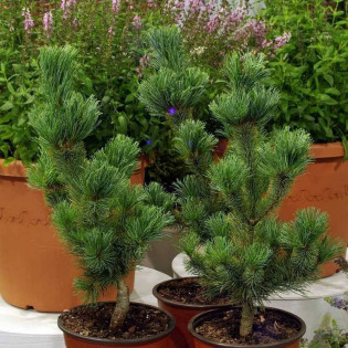 Sosna drobnokwiatowa Dai-ho Pinus parviflora 2