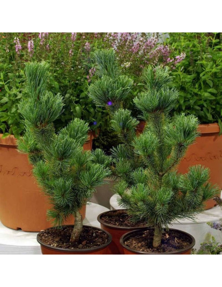 Dai-ho Pinus parviflora Sosna drobnokwiatowa