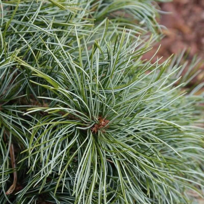 Sosna drobnokwiatowa Bonsai Blue Pinus parviflora