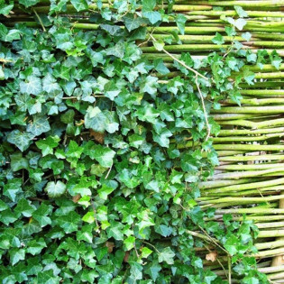 Bluszcz irlandzki Hedera hibernica 2