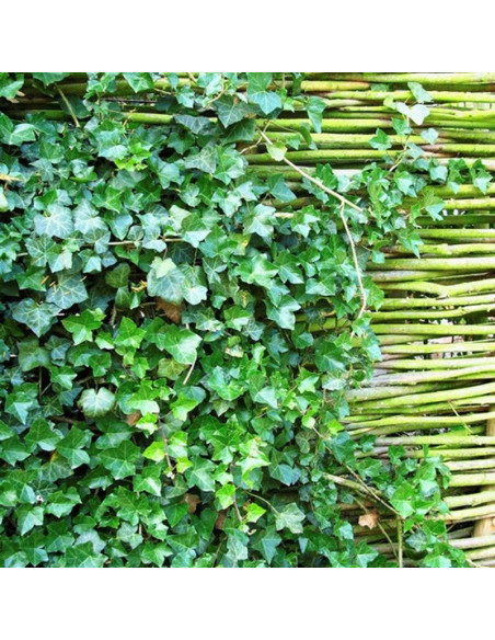 Hedera hibernica Bluszcz irlandzki