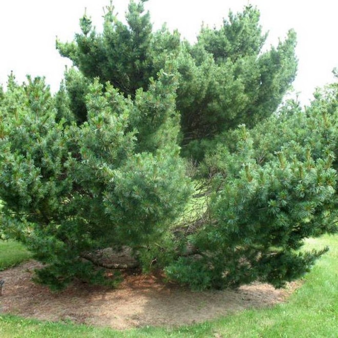 Sosna drobnokwiatowa Bonnie Bergman Pinus parviflora