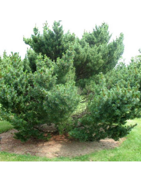 Sosna drobnokwiatowa Bonnie Bergman Pinus parviflora