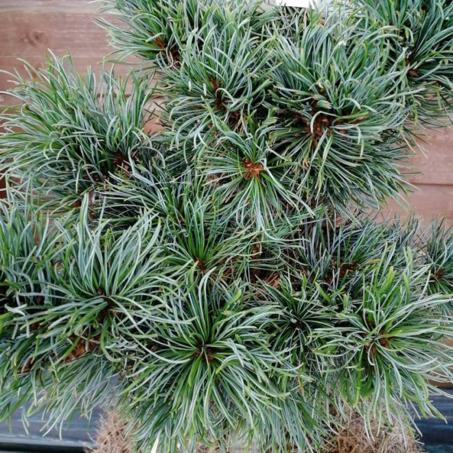 Bonnie Bergman Pinus parviflora Sosna drobnokwiatowa