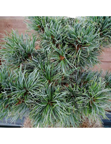 Bonnie Bergman Pinus parviflora Sosna drobnokwiatowa