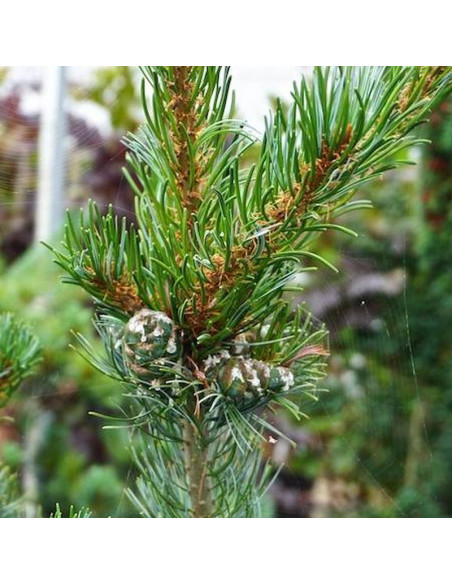 Blue Giant Pinus parviflora Sosna drobnokwiatowa