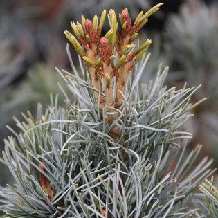 Blue Giant Pinus parviflora Sosna drobnokwiatowa 2