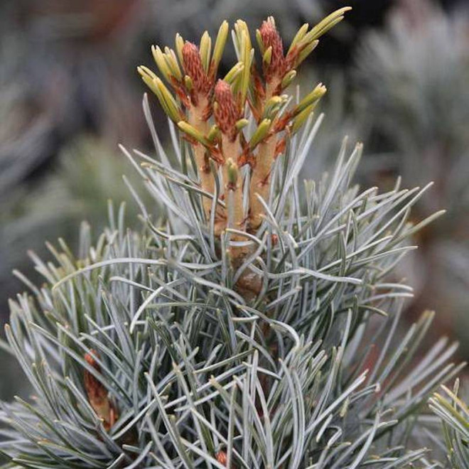 Sosna drobnokwiatowa Blue Giant Pinus parviflora