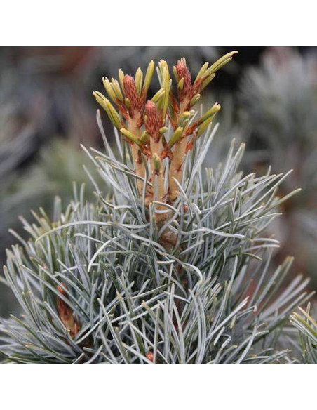Sosna drobnokwiatowa Blue Giant Pinus parviflora
