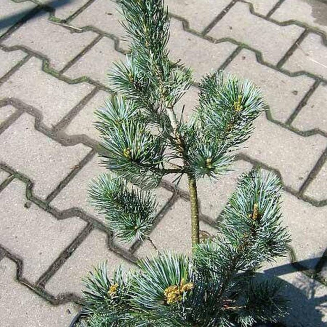 Sosna drobnokwiatowa Pinus parviflora Blue Giant