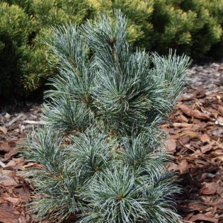 Blauer Engel Pinus parviflora Sosna drobnokwiatowa