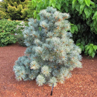Blauer Engel Pinus parviflora Sosna drobnokwiatowa 2