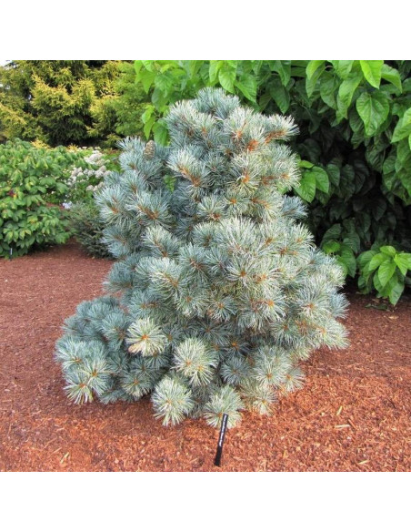 Sosna drobnokwiatowa Blauer Engel Pinus parviflora